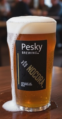 Pint of Nocora beer